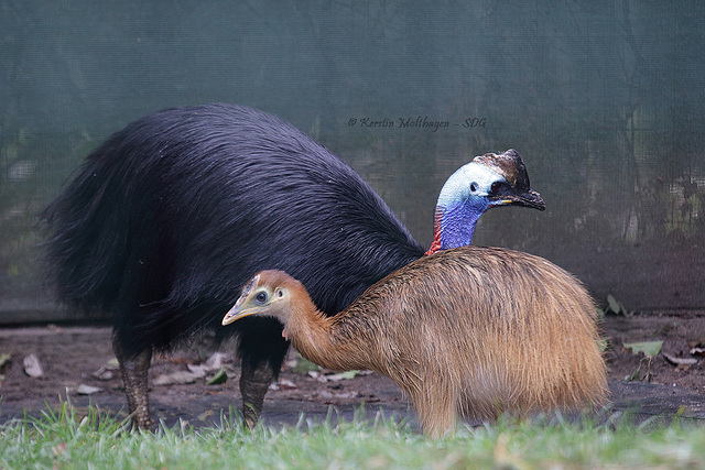 Helmhasuar mit Nachwuchs (Zoo Frankfurt)