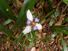 DSCN1273 - íris-da-praia Neomarica candida, Iridaceae