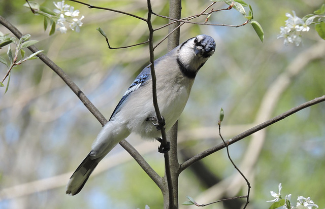 Blue Jays