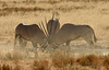 South Africa Oryx (Oryx gazelle )