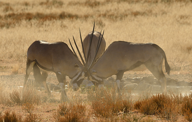 South Africa Oryx (Oryx gazelle )