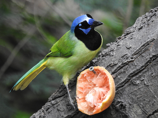 Day 6, Green Jay Day 6, Green Jay