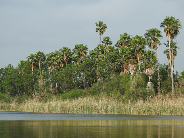 Day 7, Bentsen - Rio Grande Valley State Park / World Birding Centre Day 7, Bentsen - Rio Grande Valley State Park / World Birding Centre