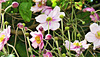 Anemones bloom in profusion