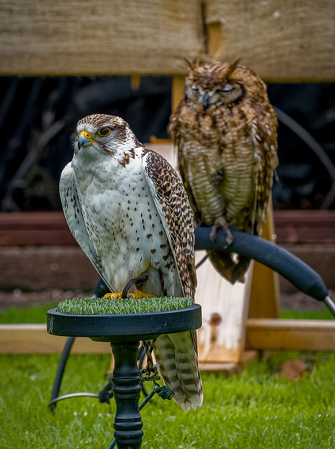 Cheshire falconry.31jpg