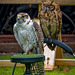 Cheshire falconry.31jpg