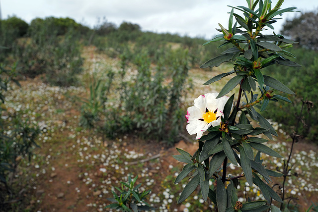 Cistus ladanifer, Penedos