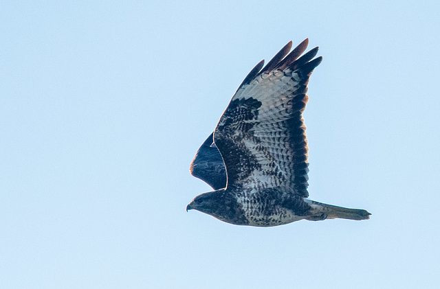 A buzzard