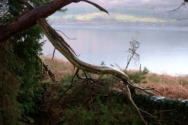 fallen tree