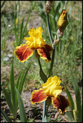 Iris Fanfaron