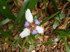 DSCN1274 - íris-da-praia Neomarica candida, Iridaceae