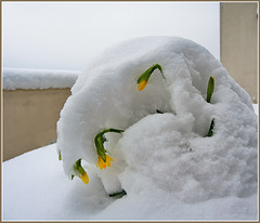 ..résistance ...!   le crocus ne se laisse pas faire  ...!