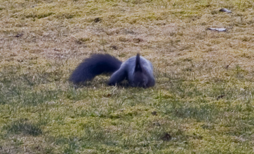 Eichhörnchen