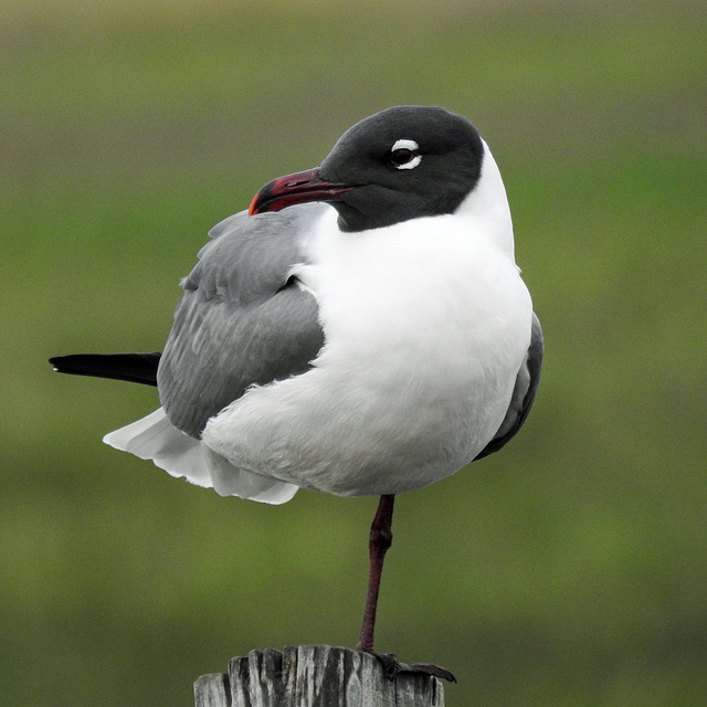 Day 2, Laughing Gull / Leucophaeus atricilla