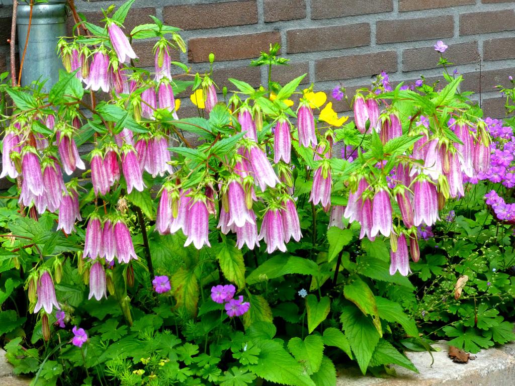 Campanula punctata ?