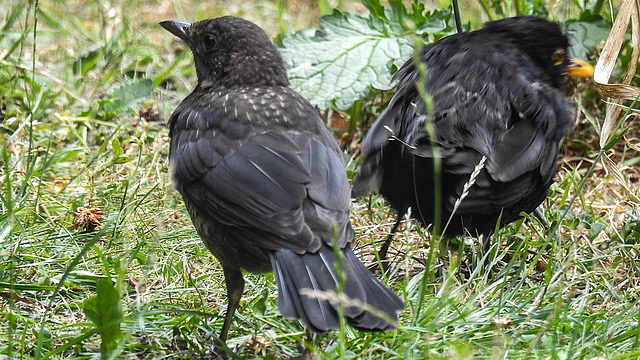 20190802 5413CPw [D~LIP] Amsel [JV],  Bad Salzuflen