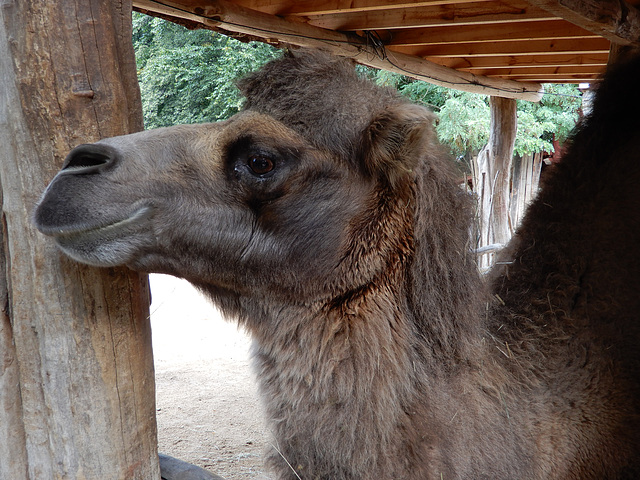 Zoo Görlitz 11