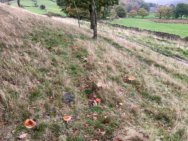 Fly Agaric in abundance