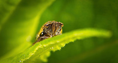 Die Wiesenschaumzikade (Philaenus spumarius) sieht man jetzt auf den Pflanzen :))  The meadowfoam leafhopper (Philaenus spumarius) can now be seen on the plants :))  La cicadelle de la limnanthe (Philaenus spumarius) est désormais visible sur les plantes