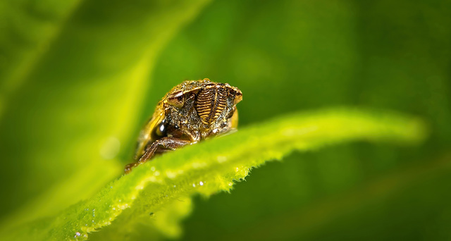 Die Wiesenschaumzikade (Philaenus spumarius) sieht man jetzt auf den Pflanzen :))  The meadowfoam leafhopper (Philaenus spumarius) can now be seen on the plants :))  La cicadelle de la limnanthe (Phil