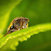 Die Wiesenschaumzikade (Philaenus spumarius) sieht man jetzt auf den Pflanzen :))  The meadowfoam leafhopper (Philaenus spumarius) can now be seen on the plants :))  La cicadelle de la limnanthe (Philaenus spumarius) est désormais visible sur les plantes