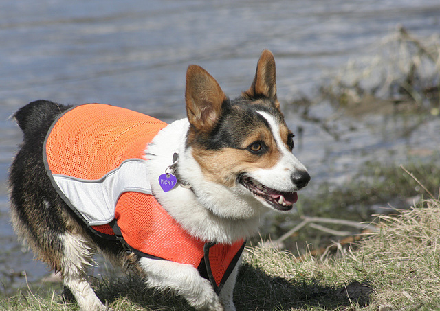 vicky la patrouilleuse / Vicky the patrol dog