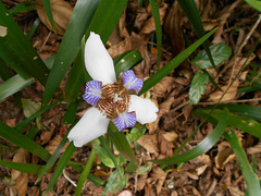 DSCN1275 - íris-da-praia Neomarica candida, Iridaceae