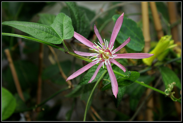 Passiflora sanguinolenta (3)