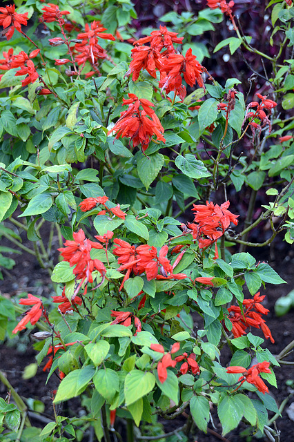 Salvia sessei