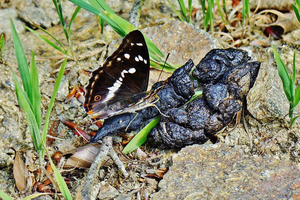 Großer Schillerfalter (Apatura iris)