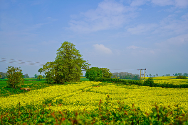 Colour returning to the fields