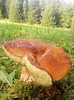 Boletus edulis