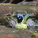 Day 6, Green Jay having a bath