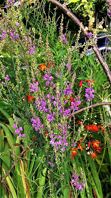 A great English country garden