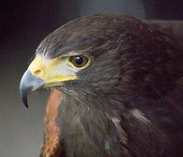 Cheshire falconry1