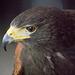 Cheshire falconry1