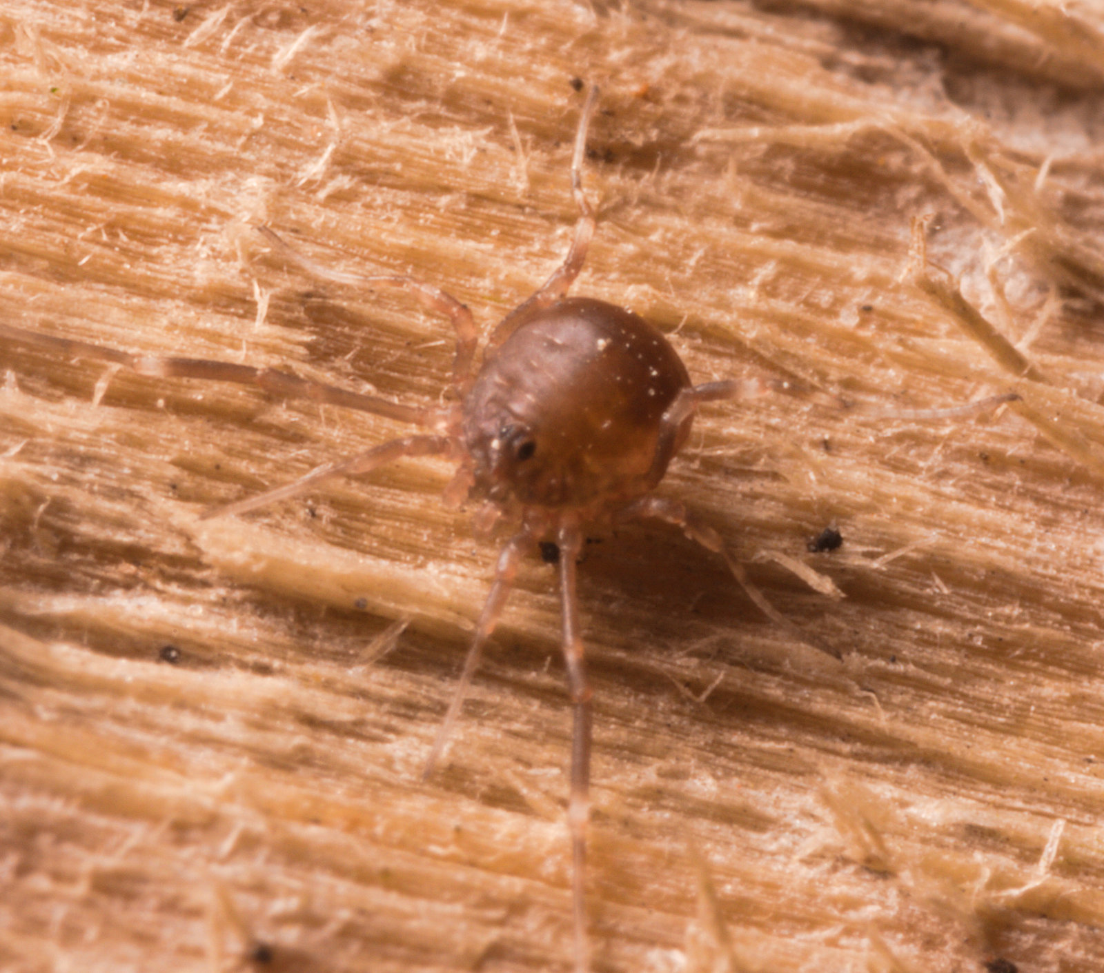 HarvestmanIMG 3543