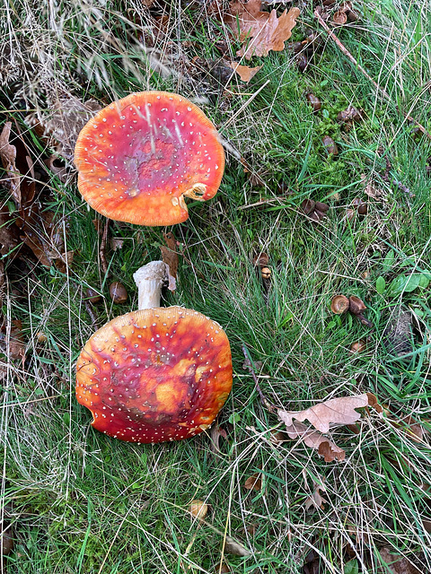 Fly Agaric in abundance