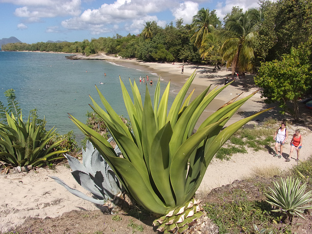 Côté Caraïbes