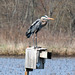 On top of the nesting box