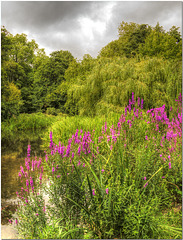 Cassiobury Park, Watford