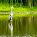 Grey heron