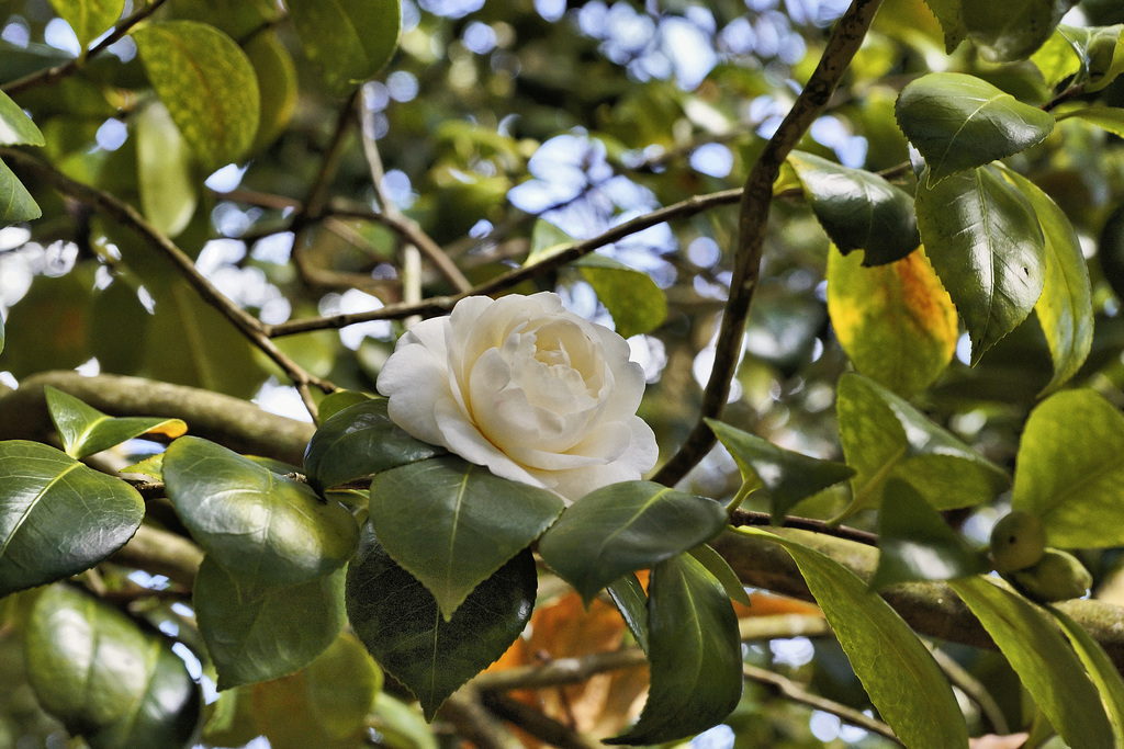 Camellia with Bokeh – San Francisco Botanical Garden, Golden Gate Park, San Francisco, California