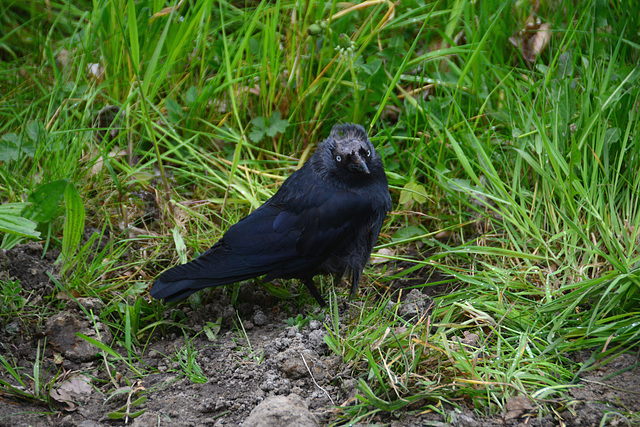 Balding Jackdaw