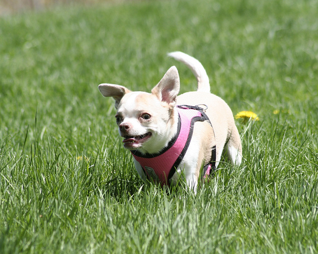 juste un petit chien / just a little dog juste un petit chien / just a little dog