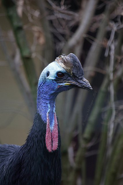 Helmhasuar (Zoo Frankfurt)