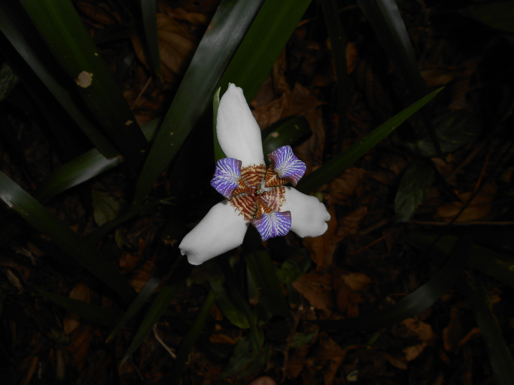 DSCN1276 - íris-da-praia Neomarica candida, Iridaceae