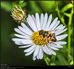 IMG 5584.jpg  X9 Bloemen + merel+ Wannes