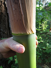 A new bamboo culm