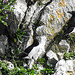 20190614 5189CPw [R~GB] Tordalk, Baumförmige Strauchpappel (Malva arborea), Castlemartin Range, Wales
